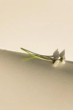 Blank book with chamomile flower on the table Stock Photos