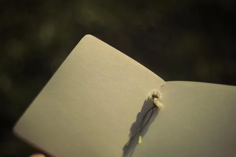 Blank book with chamomile flower on the table Stock Photos