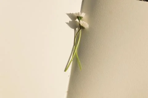 Blank book with chamomile flower on the table Stock Photos