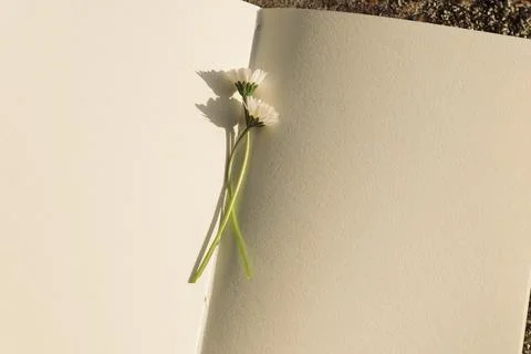 Blank book with chamomile flower on the table Stock Photos