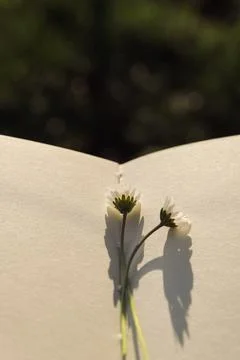 Blank book with chamomile flower on the table Stock Photos