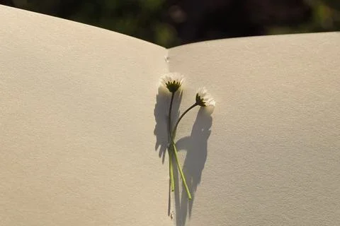 Blank book with chamomile flower on the table Stock Photos