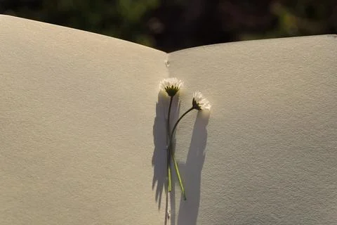 Blank book with chamomile flower on the table Stock Photos