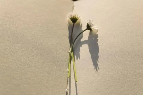 Blank book with chamomile flower on the table Stock Photos
