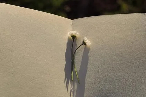Blank book with chamomile flower on the table Stock Photos