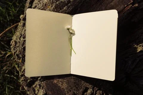 Blank book with chamomile flower on the table Stock Photos