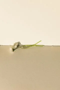 Blank book with chamomile flower on the table Stock Photos