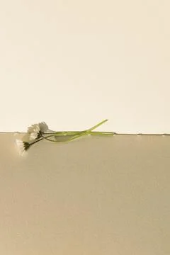 Blank book with chamomile flower on the table Stock Photos