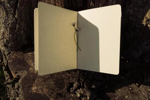 Blank book with chamomile flower on the table Foto stock