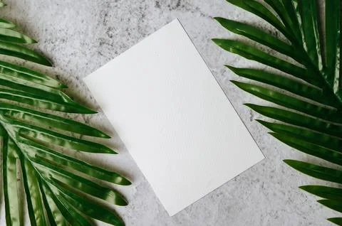 A blank card with envelope and leaf is placed on white background Stock Photos