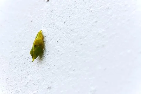 Blank chrysalis butterfly Stock Photos