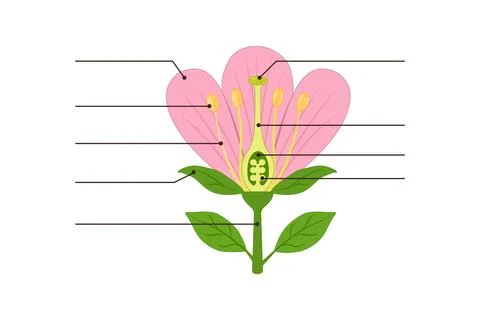 Blank flower anatomy diagram with pointer lines, on white background Stock Illustration