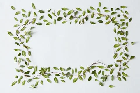 Blank frame with leaves 写真素材
