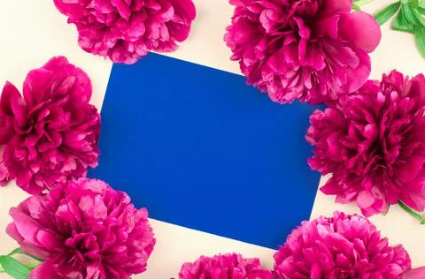 Blank for a greeting card. Empty blue piece of paper among peony flowers Stock Photos