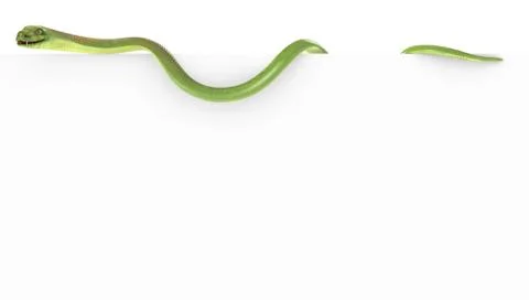 Blank paper with cobra on the top Stock Illustration