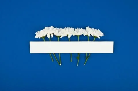 Blank paper copy space. Frame with flowers. White chrysanthemums. Blue backgr Foto stock