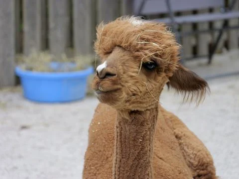 Blank Park Zoo in Des Moines, IA Stock Photos