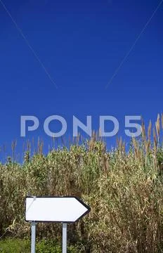 Blank road sign next to reeds and bullrushes in Spain Stock Photos