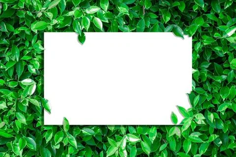 A blank sheet of white paper on a leaf background. Stock Photos