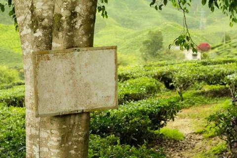 Blank signboard on tree Stock Photos