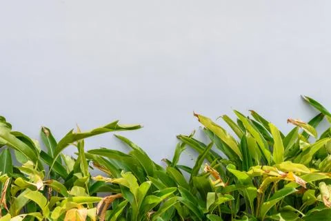 Blank wall backdrop Stock Photos