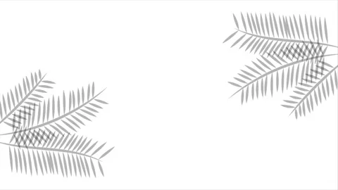 Blank white background animation with palm leaf shadows Stock Footage 319206567