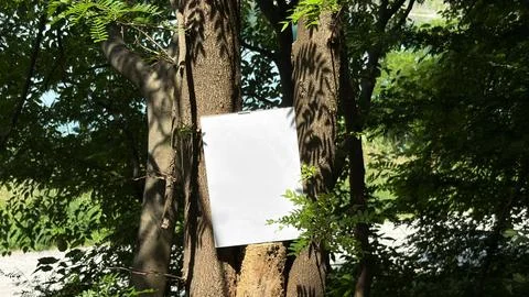 Blank White Paper Mockup on Tree Trunk in Lush Forest 스톡 사진