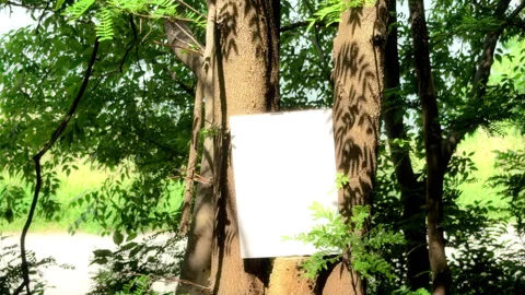 Blank White Paper Rectangular Sign Attached to a Tree Trunk in a Forest Stock Footage 337551150