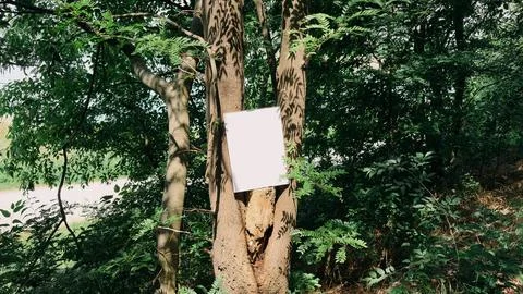 Blank White Paper on Tree Trunk in Forest Setting Stock-Fotos