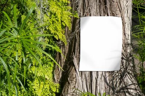 Blank white poster on tree trunk , empty sign mockup with nature background   Stock Photos