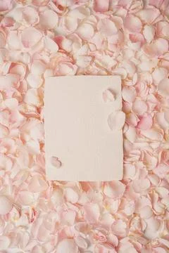 Blank white rectangle placed on pink rose petals background. Elegant floral t Stock Photos