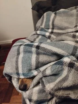 Blanket Dog Stock Photos