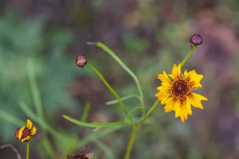 Blanket flower head Foto stock