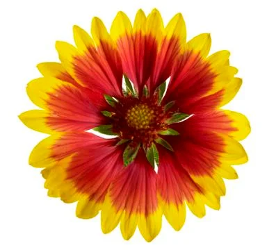 Blanket flower Stock Photos