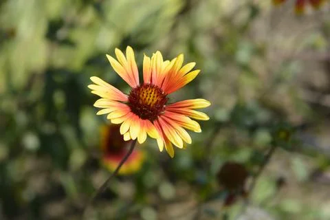 Blanket flower Stock Photos