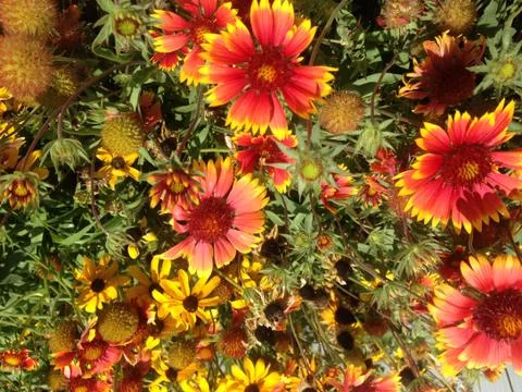 Blanket Flowers and Black Eyed Susan Flowers Stock Photos
