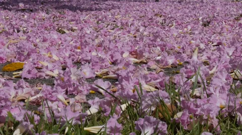 Blanket of flowers Stock Footage 37450351
