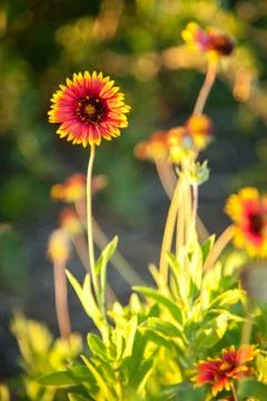 Blanket flowers Foto stock