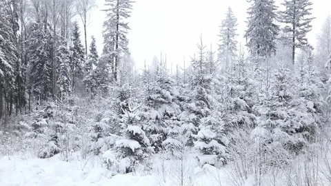 A blanket of fresh snow envelops the serene winter forest, where tall trees stan Stock Footage 344031576