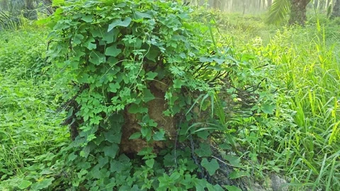 Blanket of greenery weeds. Video stock 246948899