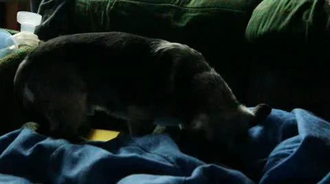 Blanket sniffer Stock Footage 10808467