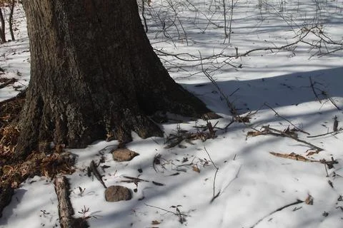 Blanket of Snow Stock Photos
