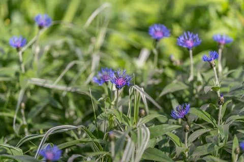Blanket of tiny blue blossoms across low foliage, even light, repeating flo.. Stock Photos