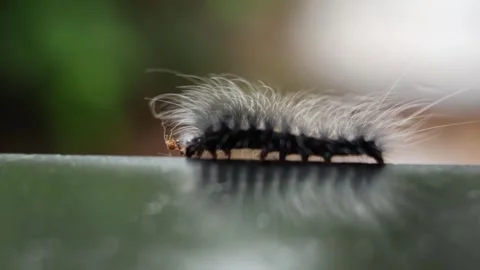 Blanket worm movement Stock Footage 279626595