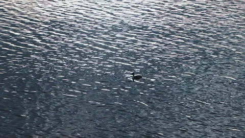 Blanquillo Duck Swimming and Diving on Lake Llanquihue — Chile Stock Footage 336586550