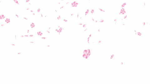 Blast pink petals. explode then fall, cherry blossoms. White screen Stock Footage 134392328