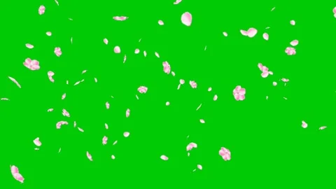 Blast pink petals. explode then fall, cherry blossoms. Green screen Stock Footage 134392349