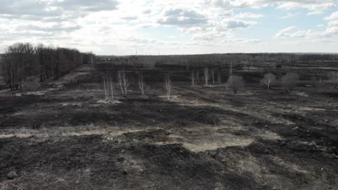 Blasted Fields. Trees without leaves. Stock Footage 106293947
