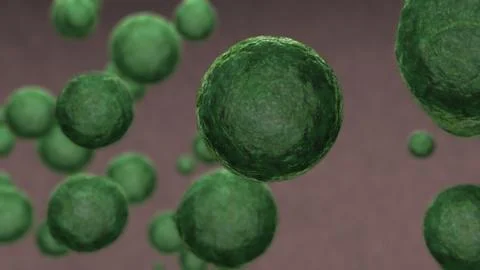Blastocisto blastocyst Model Illustrazione stock