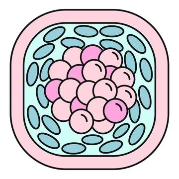 Blastocyst embryo cells dividing in blastulation process Stock Illustration